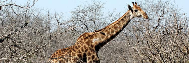 Visit Waterbuck Lodge in Thornybush