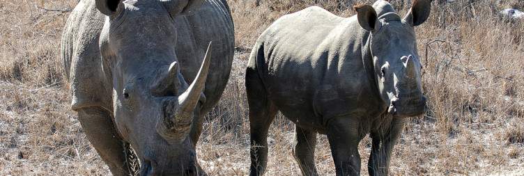 Morning and Evening Safaris in Thornybush Game Reserve