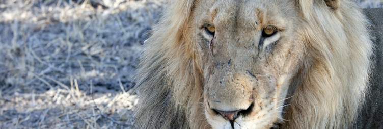Johannesburg to Greater Kruger