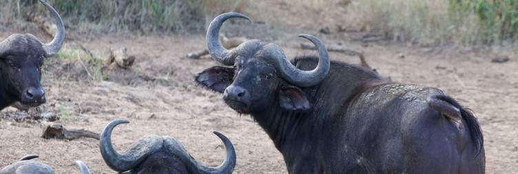 Fantastic game viewing