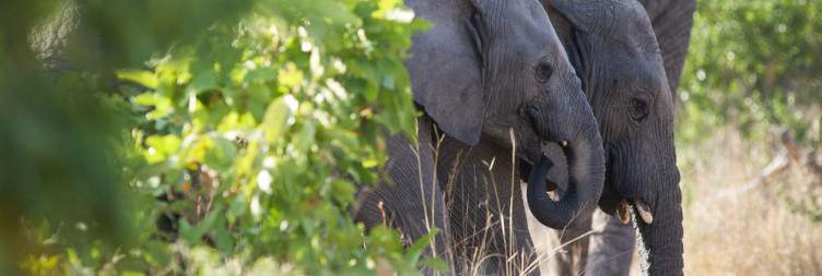 Safari continues in a different reserve
