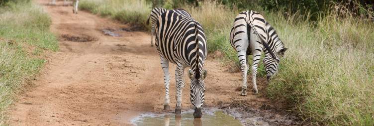 Johannesburg to Greater Kruger