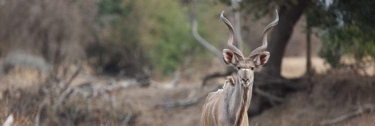 Game viewing