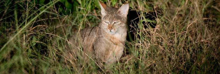 Game Drives in Timbavati