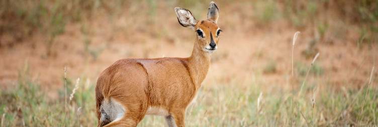 4-Day Timbavati Safari with Shindzela Tented Camp
