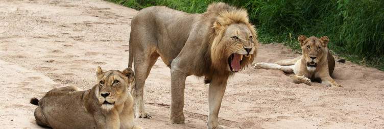 Fly from Johannesburg to Kruger to Arrive at Kings Camp