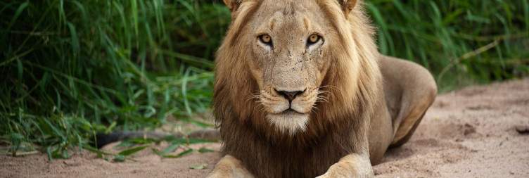 Walking Safari & Game Drive