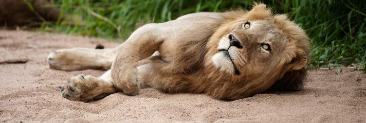 Timbavati Safari Experience