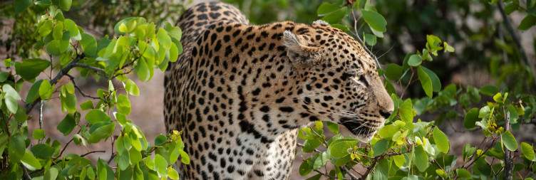 Transfer from Kings Camp to Simbavati Hilltop Lodge