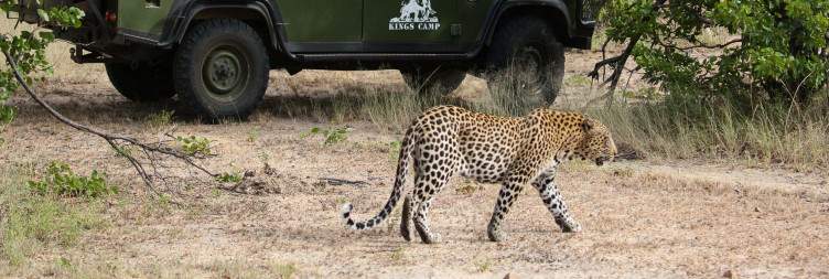 Hoedspruit to Timbavati Game Reserve
