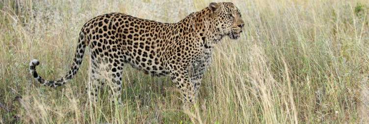 Timbavati Game Reserve