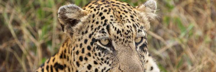 Full Day at Bateleur Safari Camp