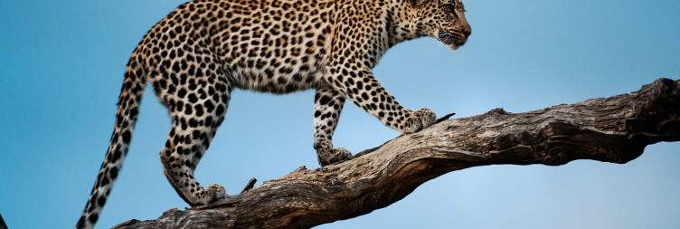 Transfer to Timbavati Nature Reserve