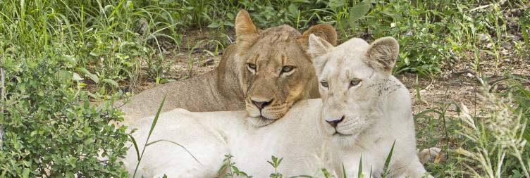 Timbavati Private Nature Reserve