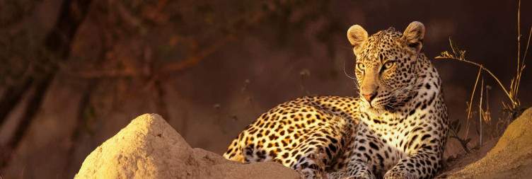 Fly to Kruger Park and Walker's Plains Camp
