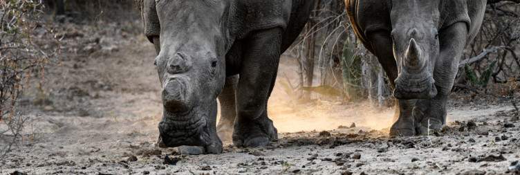 Ndzhaka Safari Begins