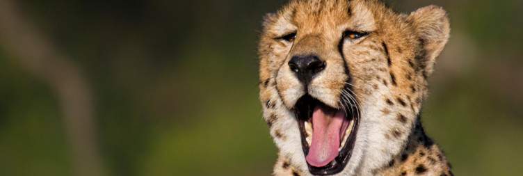 Ndzhaka Safari Begins