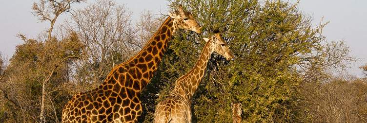 Waterberg Biosphere Reserve