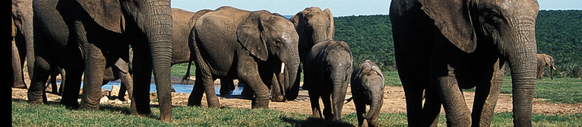 6-Day Kruger and Panorama Family Safari
