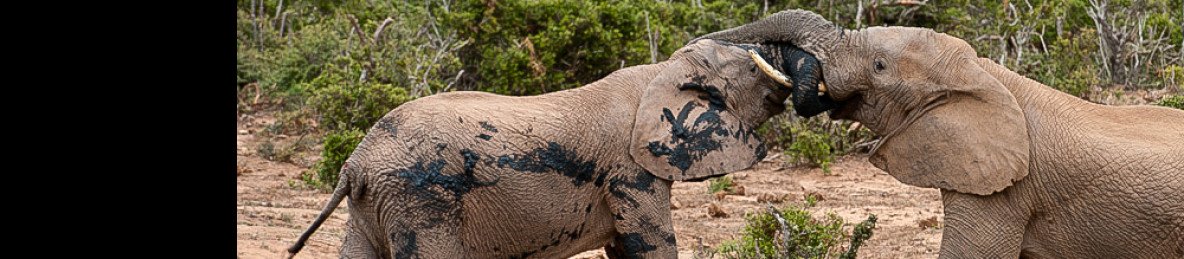 4-Day Budget Kruger Big Five Safari from Johannesburg
