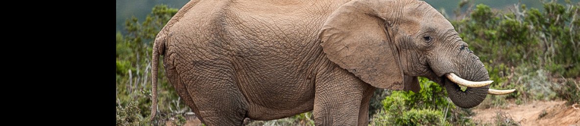 4-Day Addo Elephant Park Safari