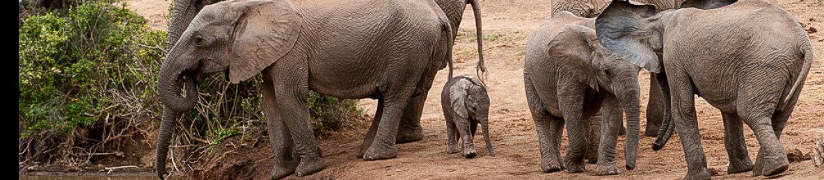3-Day Kruger Budget Tented Safari