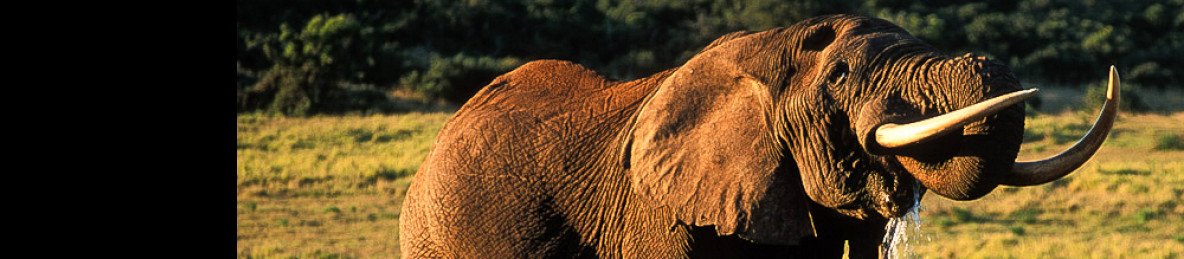 11-Day North to South Private Kruger Camping Safari