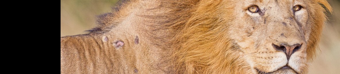 4-Day Sabi Sand Safari with Elephant Plains