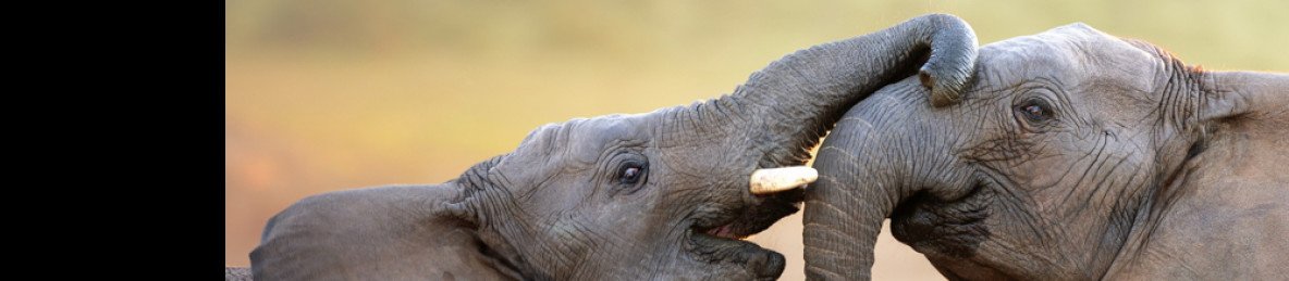 2-Day Authentic Big Five Camping Safari at Pilanesberg