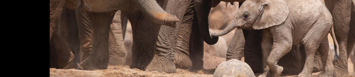 4-Day Ultimate Kruger Safari