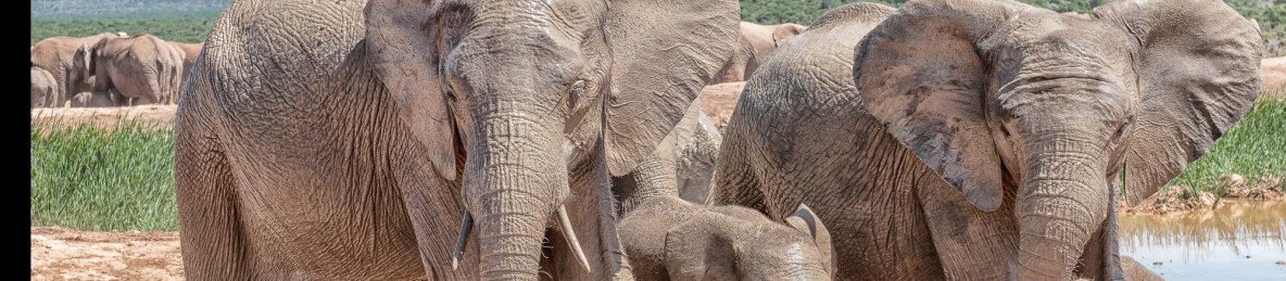 5-Day Mid-Range Garden Route & Addo Group Tour