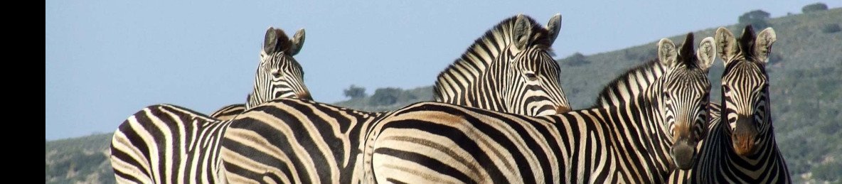 10-Day Self-Drive: Drakensberg, Battlefields and Safari