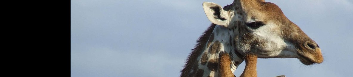 4-Day Wildlife Safari– Kruger & Panorama Route