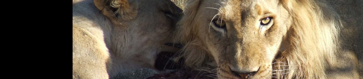 3-Day Safari and Wine Tour – Cape Town
