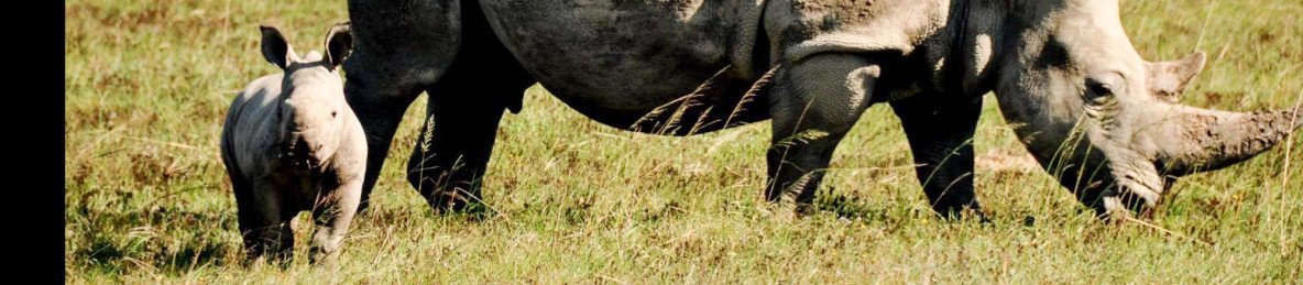 3-Day Madikwe Safari - Rhulani Lodge