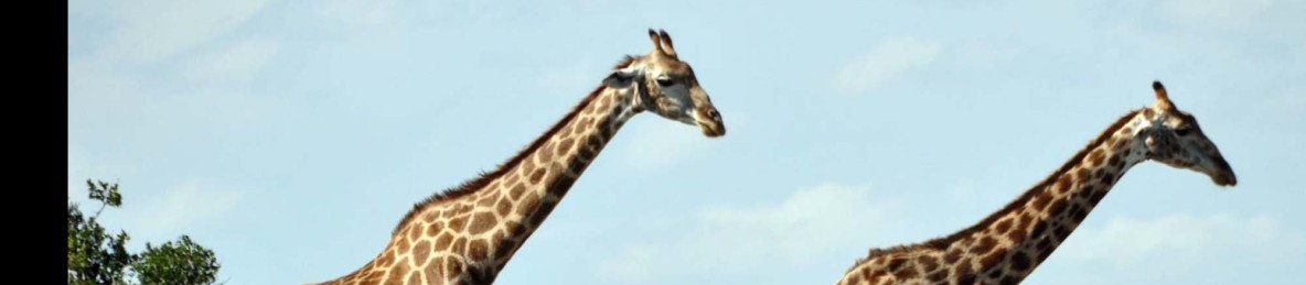 4-Day Greater Kruger Safari with Sausage Tree Camp