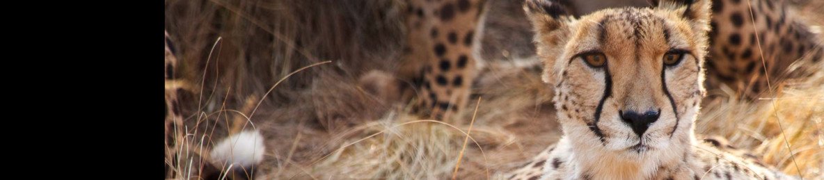 4-Day Central Kruger Safari