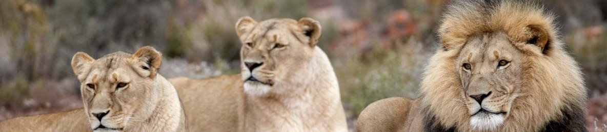 3-Day Luxury Tented Kruger Safari