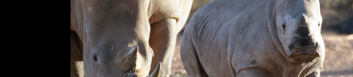 5-Day Luxury Safari in Kruger Park South Africa
