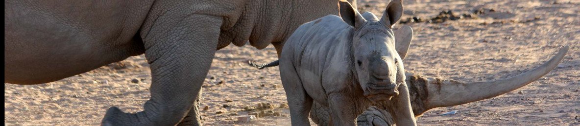 4-Day Kruger Budget Tented Safari