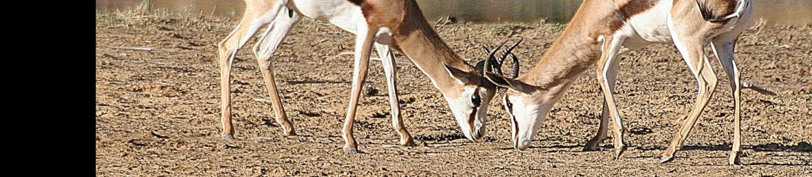 2-Day Pilanesberg Safari Luxury