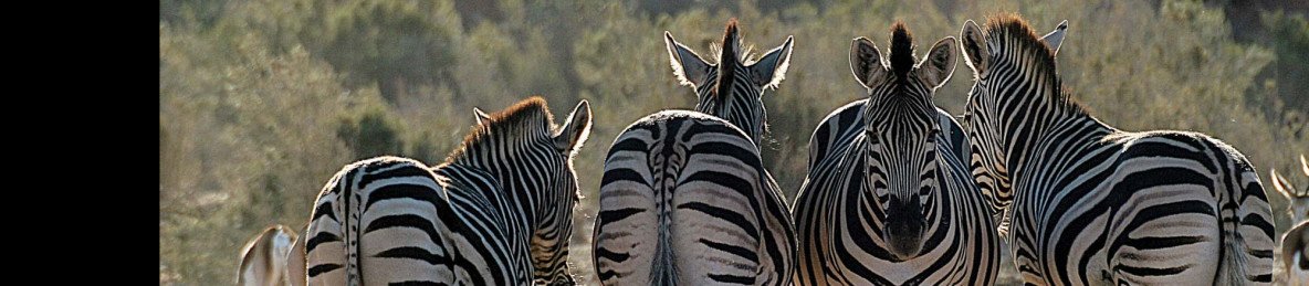 3-Day Cape Town Wildlife Getaway-Big Five Safari