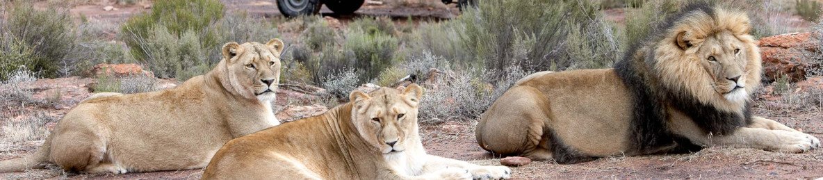 3-Day Kruger Safari from Cape Town – Tembo Guest Lodge