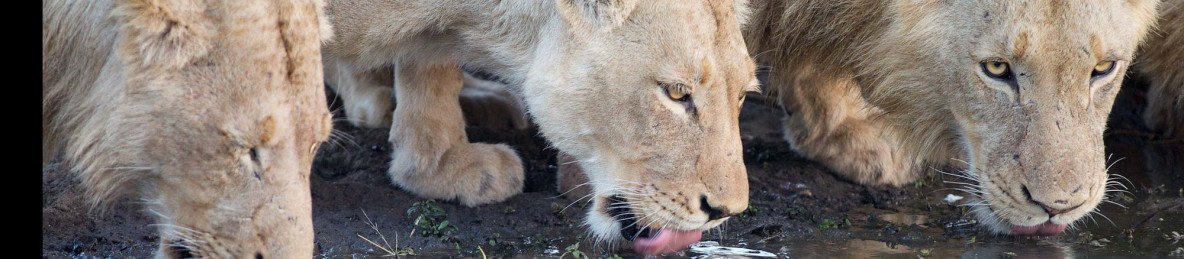 5-Day Luxury Safari Kruger South Africa