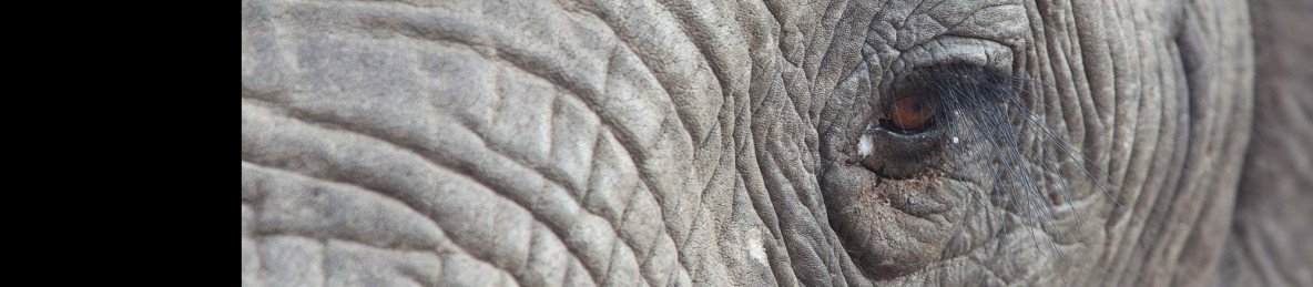 2-Day Pilanesberg Safari and Elephant Experience