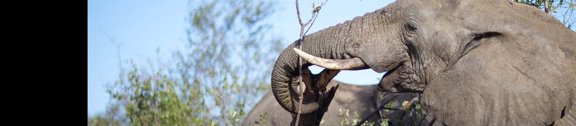 3-Day Kruger Safari and Panorama from Cape Town