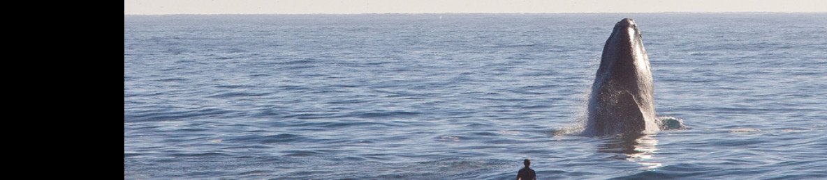 1-Day Whale Route Tour - Hermanus Whale Experience