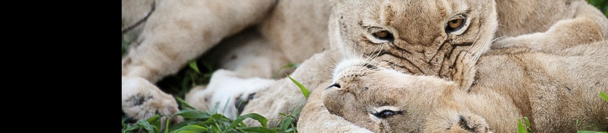 3-Day Luxury Safari, Kruger, South Africa