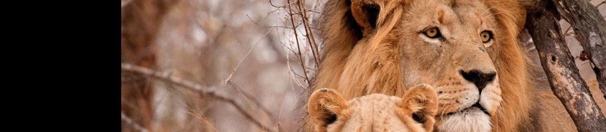 4-Day Kruger, River Under Your Balcony 24/7 & 6 Drives