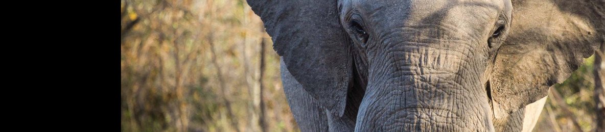 3-Day Camping Experience Staying Inside Kruger Itself
